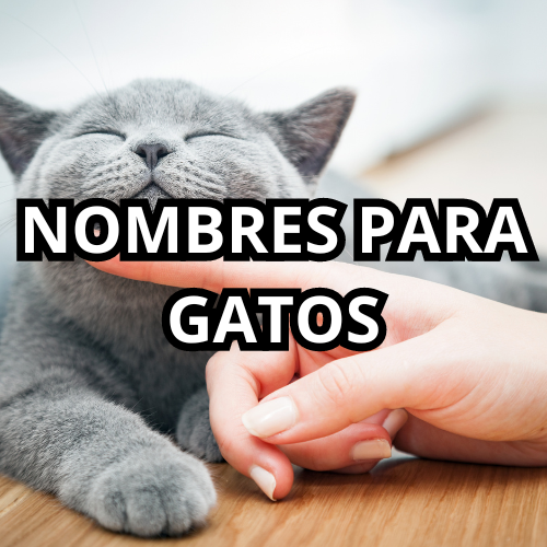 100 nombres para gatos