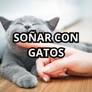 SOÑAR CON GATOS